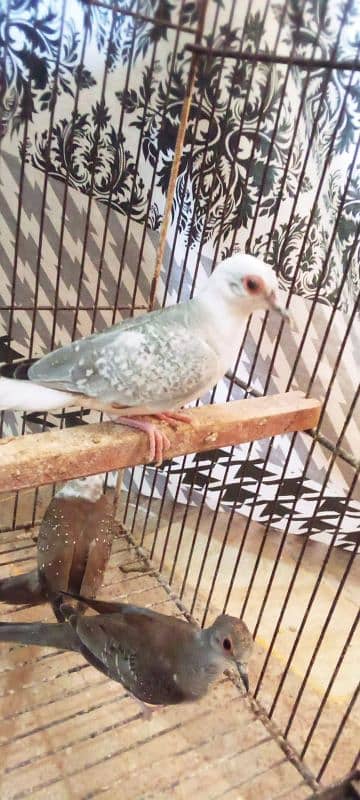 Blue Pied Dove, Opal Pied & Diamond Pied Chicks In Resonable Price 2