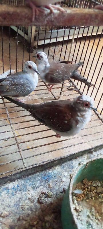 Blue Pied Dove, Opal Pied & Diamond Pied Chicks In Resonable Price 5