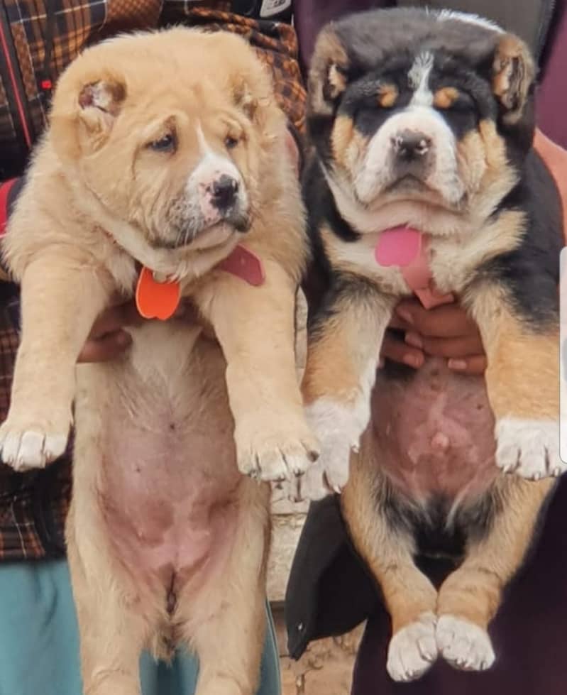 Alabai Dog pair | King Alabai Breed | Alabai Puppies 0