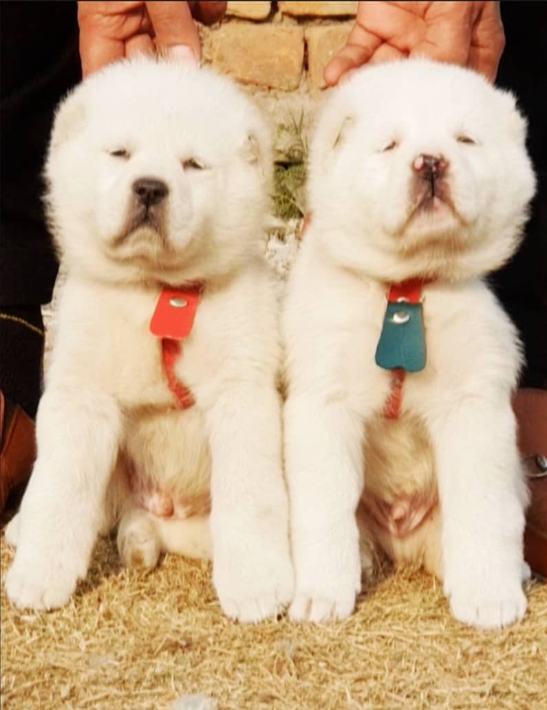 Alabai Dog pair | King Alabai Breed | Alabai Puppies 0