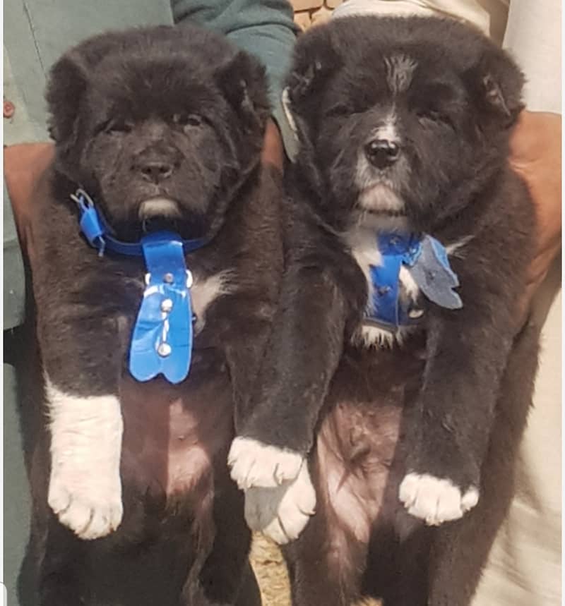 Alabai Dog pair | King Alabai Breed | Alabai Puppies 1