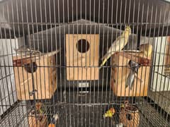 Cockatiel and Love Birds