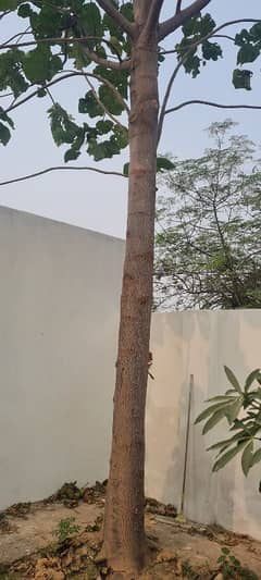 papuliom  tree for  ( sagwan)