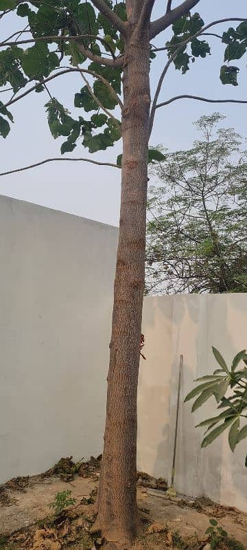 papuliom  tree for  ( sagwan) 0