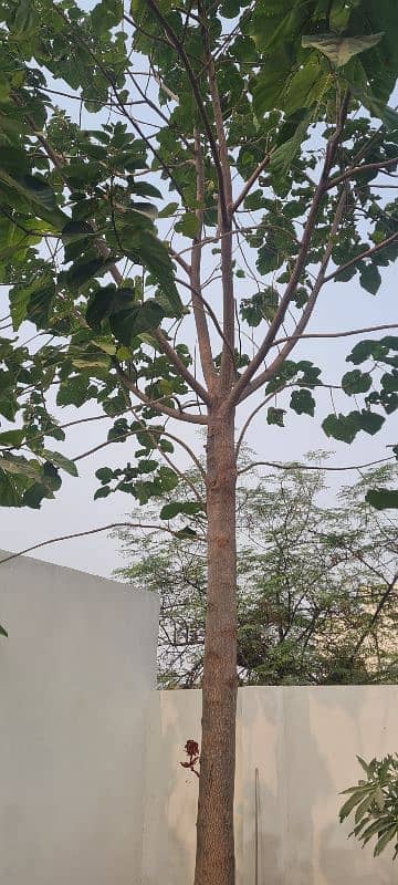 papuliom  tree for  ( sagwan) 1