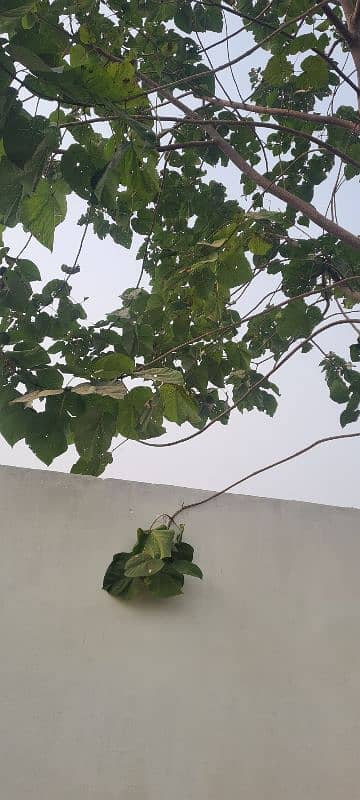 papuliom  tree for  ( sagwan) 3