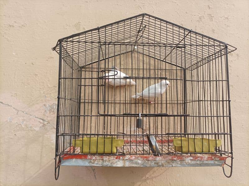 Albino parrot pair for sale 1