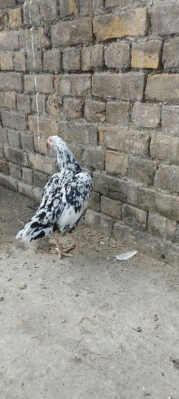 Aseel hen for sale 3