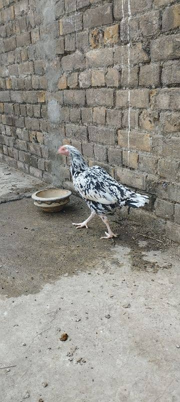 Aseel hen for sale 4