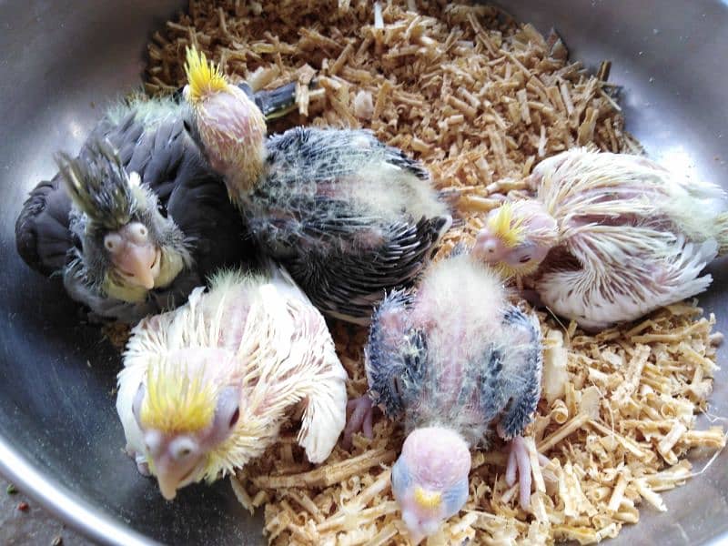 cocktail - Cockatiel chicks 0