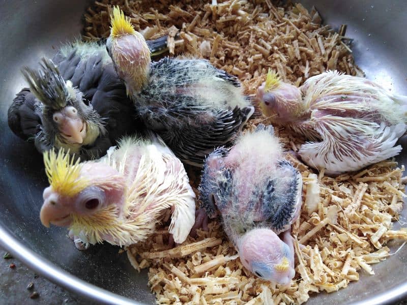 cocktail - Cockatiel chicks 1