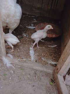 paper white Aseel two chicks