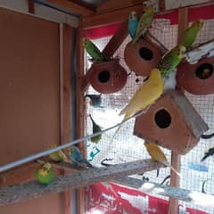 whole setup cage + 20 parrots pair