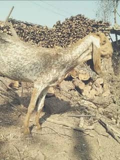 makhi cheeni bakri for sale