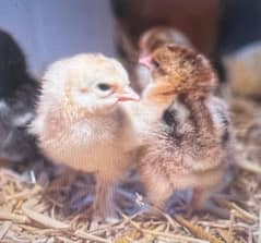 Rhode Island Red Chicks - Breed