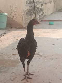 pure mushki mianwali and heera hen and chicks for sale