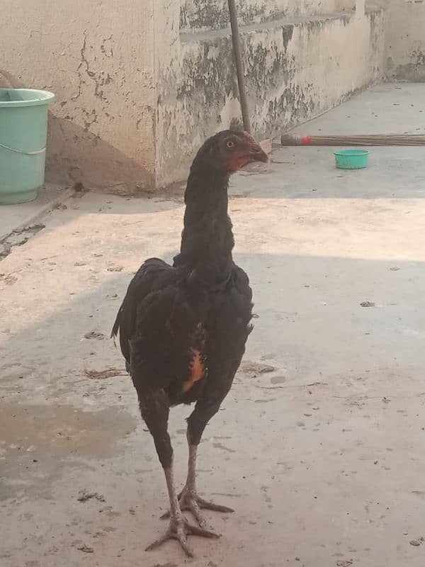 pure mushki mianwali and heera hen and chicks for sale 0