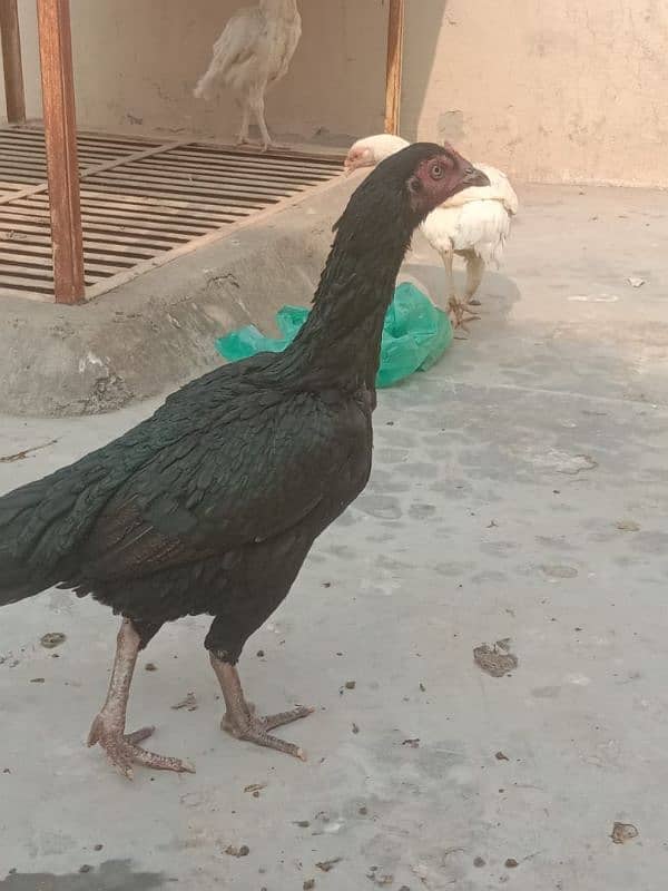 pure mushki mianwali and heera hen and chicks for sale 2