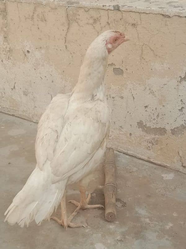 pure mushki mianwali and heera hen and chicks for sale 4