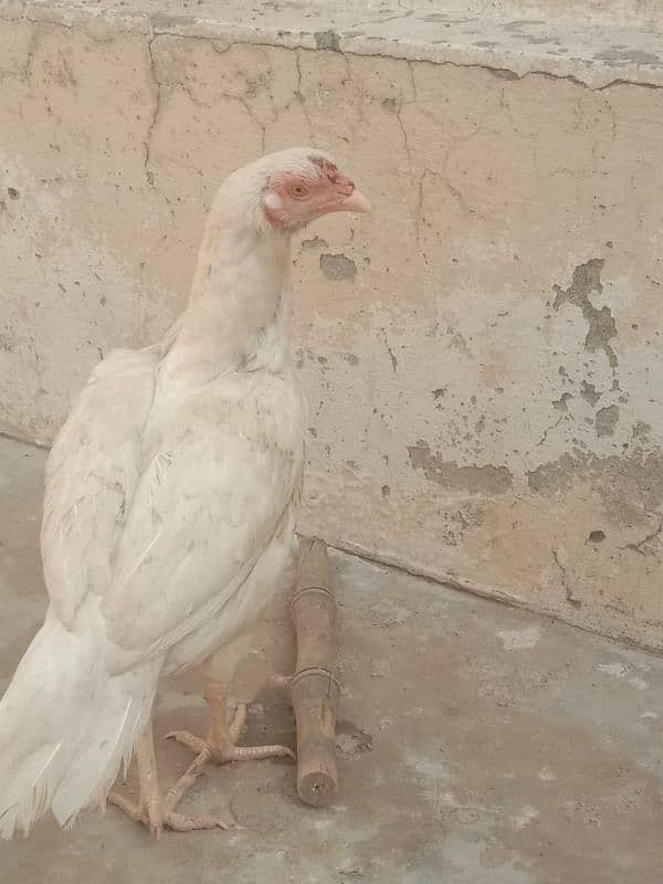 pure mushki mianwali and heera hen and chicks for sale 5