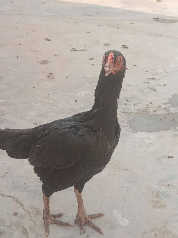 pure mushki mianwali and heera hen and chicks for sale 6