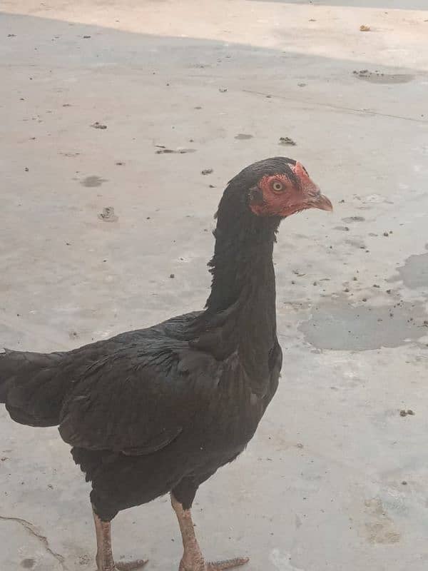 pure mushki mianwali and heera hen and chicks for sale 7