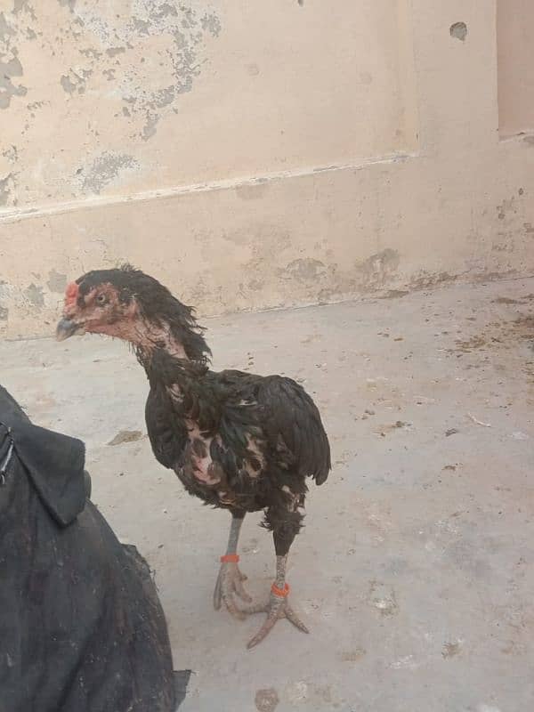 pure mushki mianwali and heera hen and chicks for sale 8