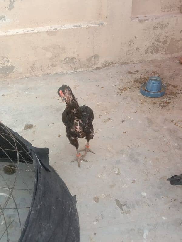 pure mushki mianwali and heera hen and chicks for sale 9