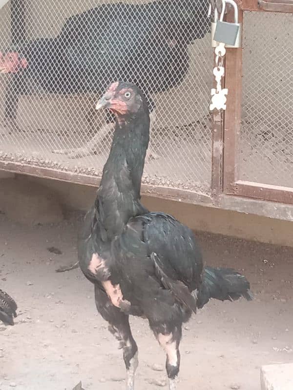 pure mushki mianwali and heera hen and chicks for sale 11