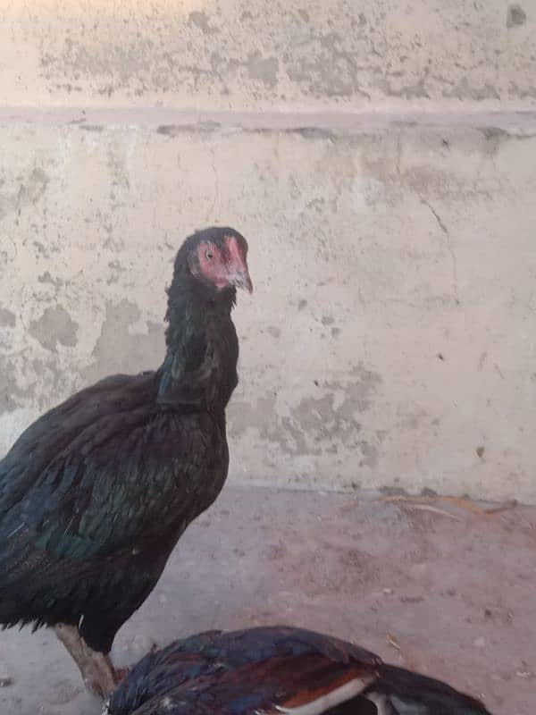 pure mushki mianwali and heera hen and chicks for sale 12