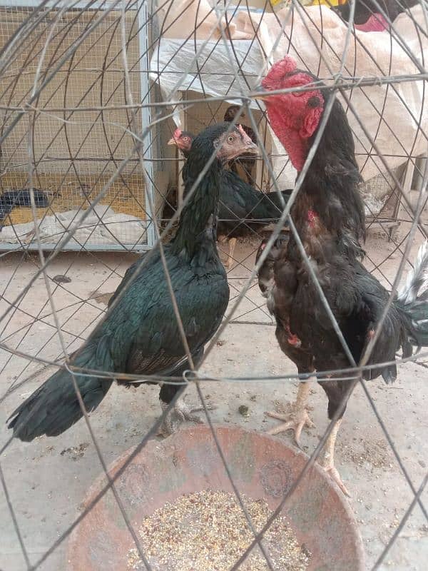 pure mushki mianwali and heera hen and chicks for sale 13