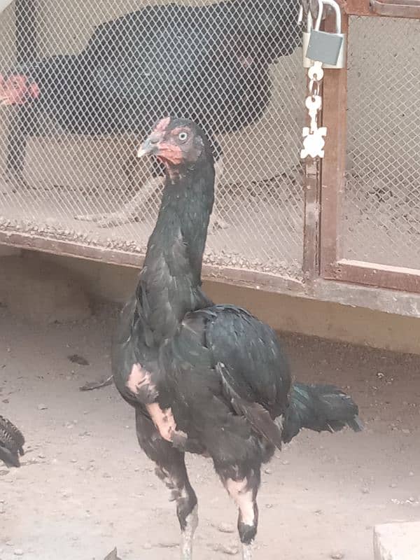 pure mushki mianwali and heera hen and chicks for sale 14