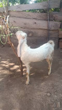 gulabi Bakra for sale