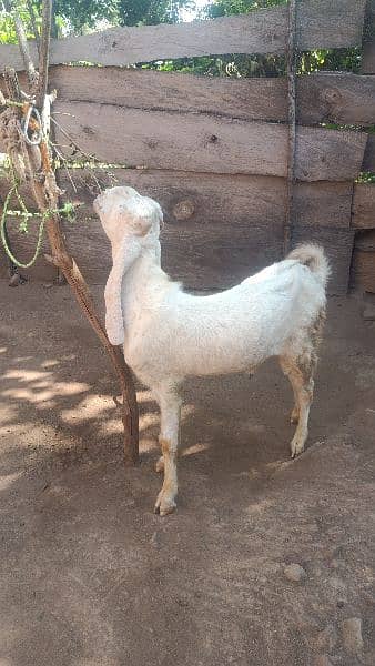 gulabi Bakra for sale 0