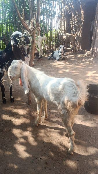 gulabi Bakra for sale 1