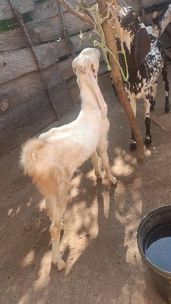 gulabi Bakra for sale 2