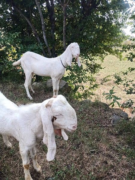 gulabi Bakra for sale 3