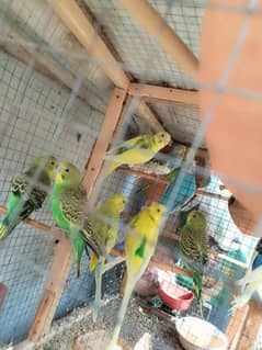 parrot for sale