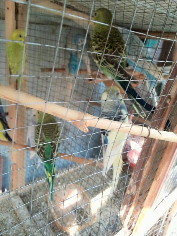 parrot for sale 1