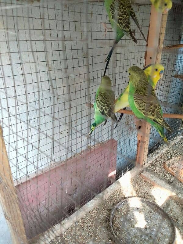 parrot for sale 3