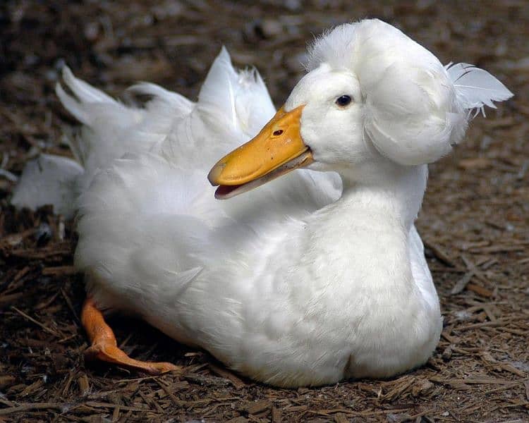 White Crested Duck Breeder Pair For Sale In Multan 1