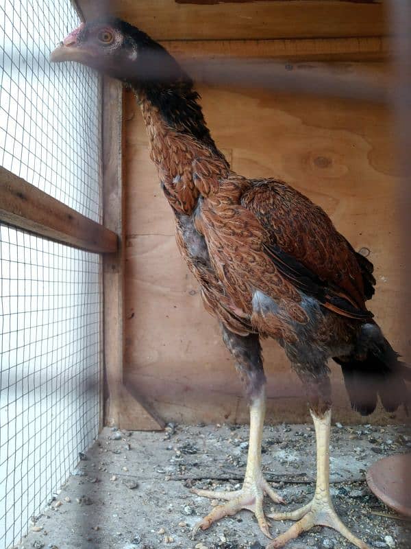 3 portion hen cage full size 1