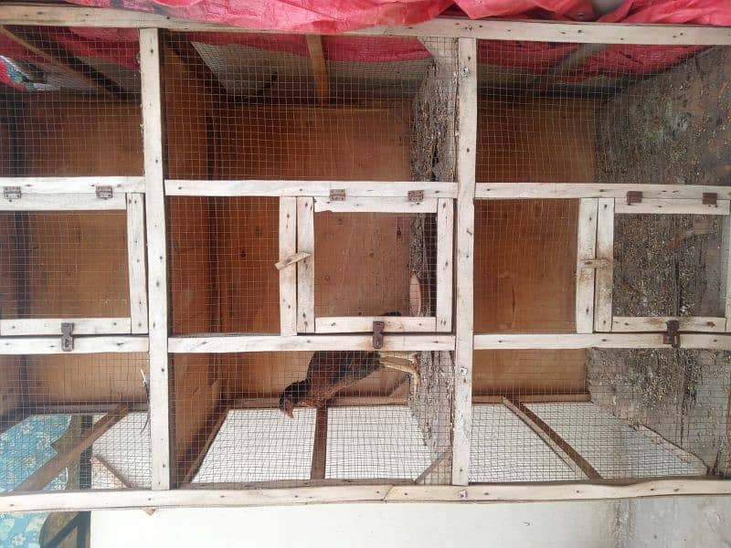 3 portion hen cage full size 3