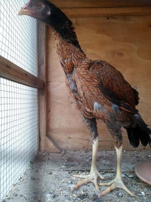 3 portion hen cage full size 4