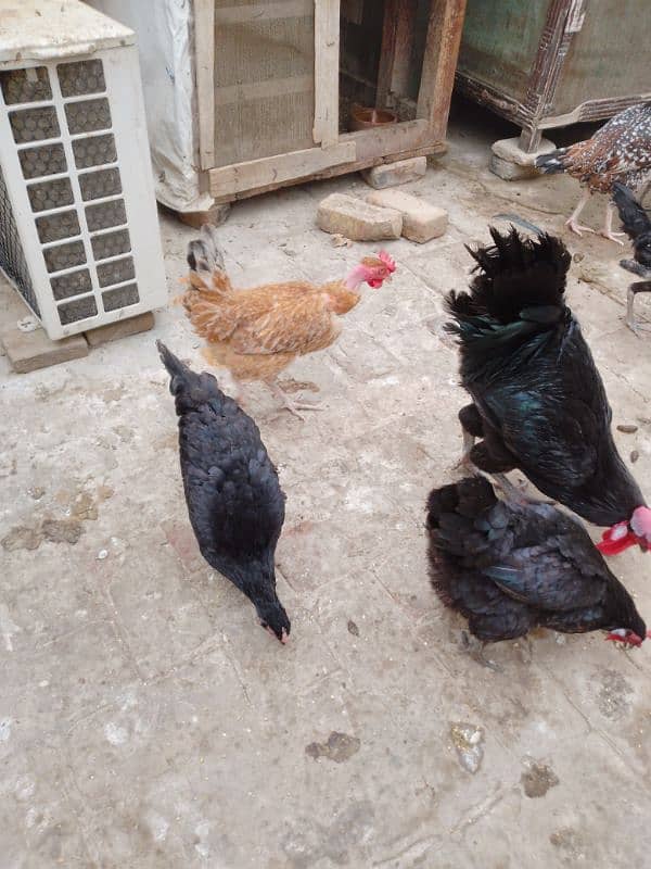 Astrlope hens for sale 0