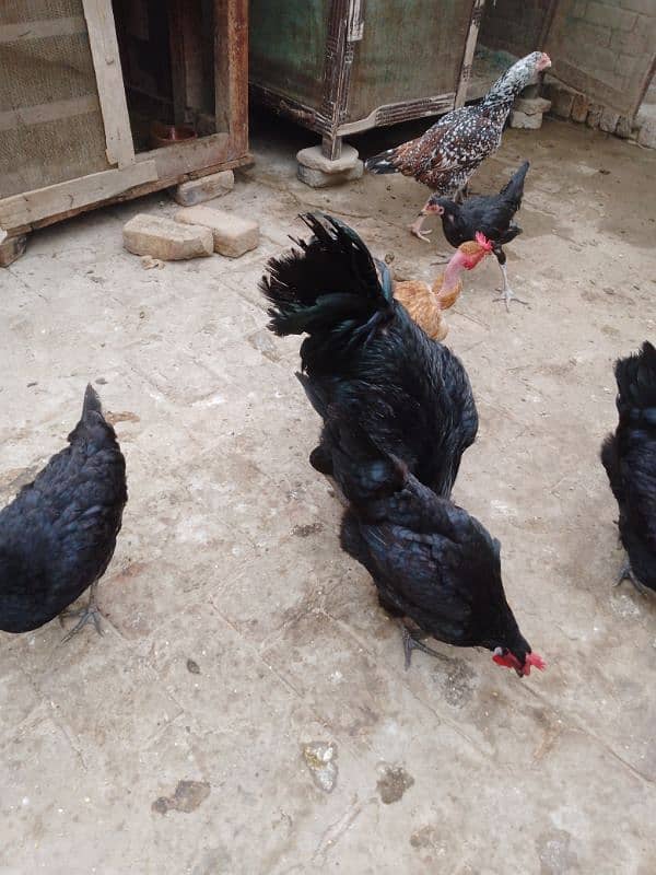 Astrlope hens for sale 1