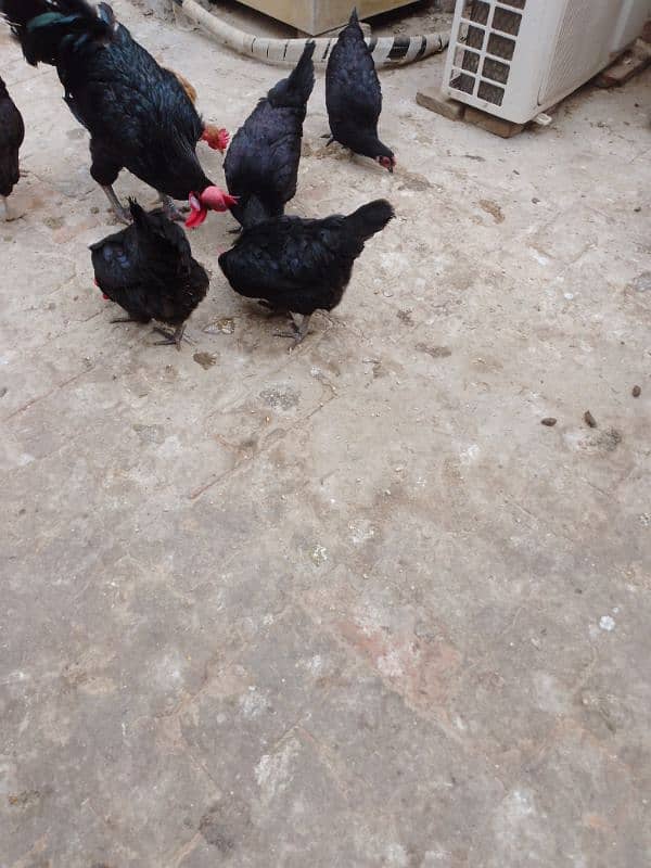 Astrlope hens for sale 3