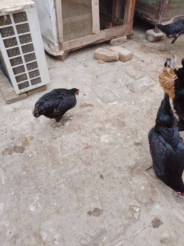 Astrlope hens for sale 4