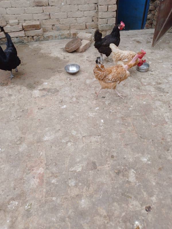 Astrlope hens for sale 5