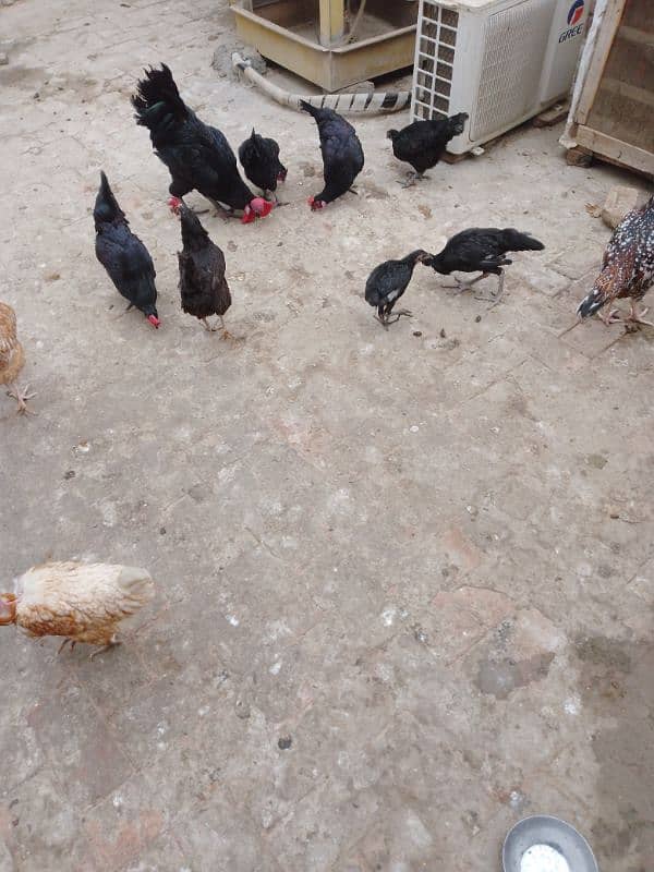 Astrlope hens for sale 6